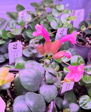 Load image into Gallery viewer, Aeschynanthus Radicans Thai Pink