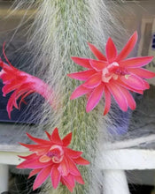 Load image into Gallery viewer, Cleistocactus Colademononis “Monkey Tail Cactus” (Long hair variant) - Ships within Canada only