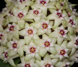 Hoya Verticillata Splash