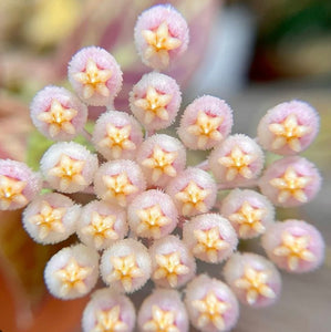 Hoya Sunrise