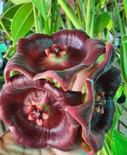 Load image into Gallery viewer, Hoya Gigas