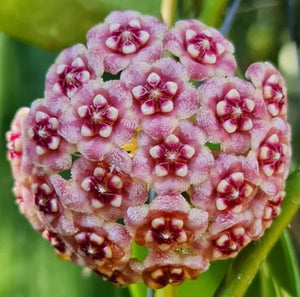 Hoya Meliflua