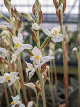 Load image into Gallery viewer, Ludisia Discolor var. Nigrescens (Jewel Orchid) - Ships within Canada only