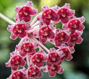 Hoya Rosita