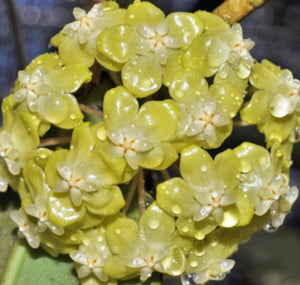 Hoya Forbesii