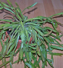 Load image into Gallery viewer, Rhipsalis Micrantha ssp. Rauhiorum (Ships within Canada only)