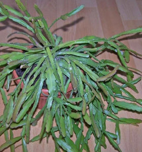 Rhipsalis Micrantha ssp. Rauhiorum (Ships within Canada only)