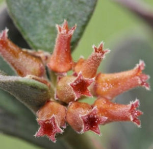 Hoya Manipurensis