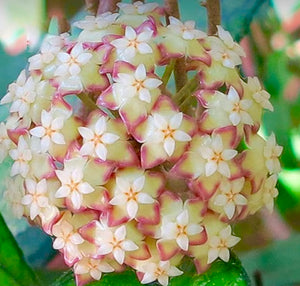 Hoya Finlaysonii ‘Angel’