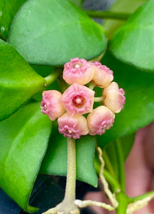 Hoya Heuschkeliana Pink