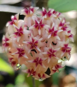 Hoya Rintzii (Borneo)