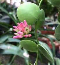 Load image into Gallery viewer, Dischidia Pectinoides X Cleistantha Pink Flower (trellised)