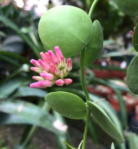 Dischidia Pectinoides X Cleistantha Pink Flower (trellised)