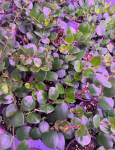 Load image into Gallery viewer, Aeschynanthus Radicans Thai Pink