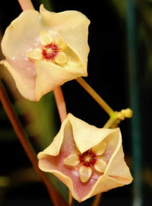 Hoya Stenophylla