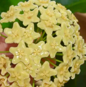 Hoya Kenejiana Albo Variegated