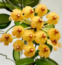 Load image into Gallery viewer, Hoya Pubera