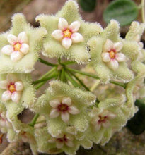 Load image into Gallery viewer, Hoya Serpens (free plant with purchase over $50)