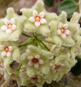 Hoya Serpens (free plant with purchase over $50)