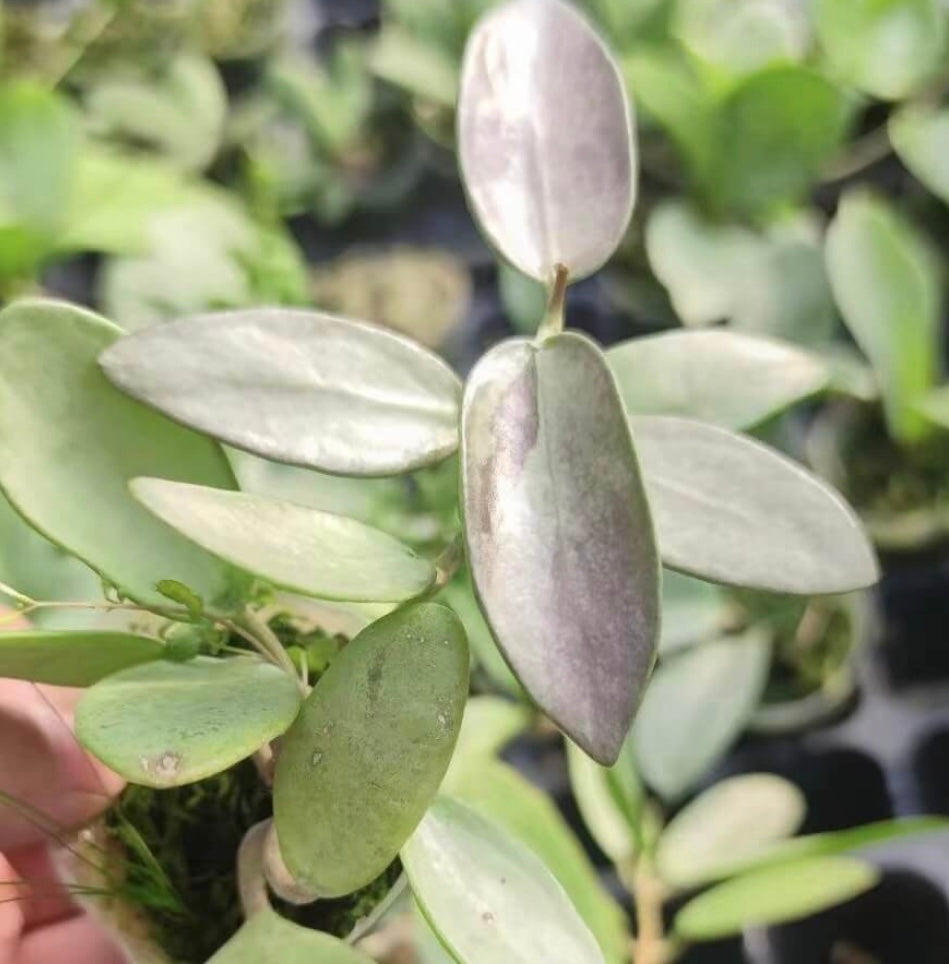 Hoya Silver Lady