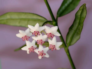 Hoya Paxtonii