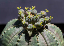 Load image into Gallery viewer, Euphorbia Obesa (Ships within Canada only)