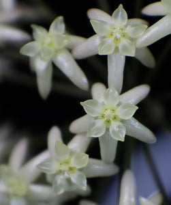 Hoya Exilis