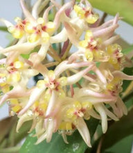 Load image into Gallery viewer, Hoya Ruthiae