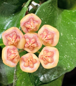 Hoya Benchaii