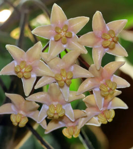 Hoya Hypolasia