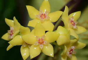 Hoya Polystachya Clandestina ‘Yellow Flower’