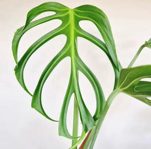 Load image into Gallery viewer, Philodendron Burle Marx Flame B