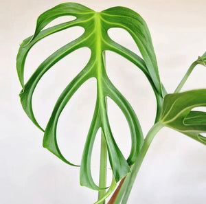 Philodendron Burle Marx Flame B