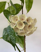 Load image into Gallery viewer, Hoya Cystiantha