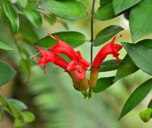 Load image into Gallery viewer, Aeschynanthus Radicans (Red Flower)