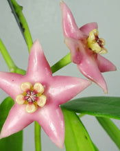 Load image into Gallery viewer, Hoya Coronaria Pink