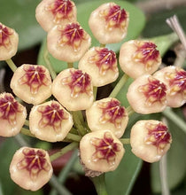 Load image into Gallery viewer, Hoya Brevialata Splash