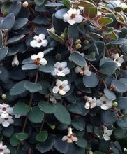 Load image into Gallery viewer, Codonanthe Devosiana &#39;Paula&#39;