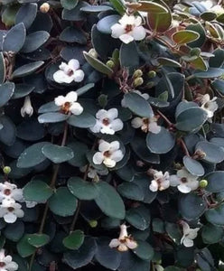 Codonanthe Devosiana 'Paula'