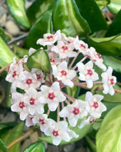 Load image into Gallery viewer, Hoya Carnosa ‘Krimson Princess’