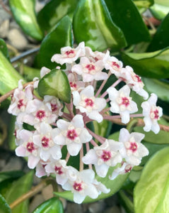 Hoya Carnosa ‘Krimson Princess’