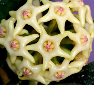 Hoya Hamiltoniorum