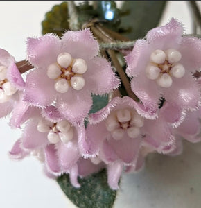 Hoya Thomsonii