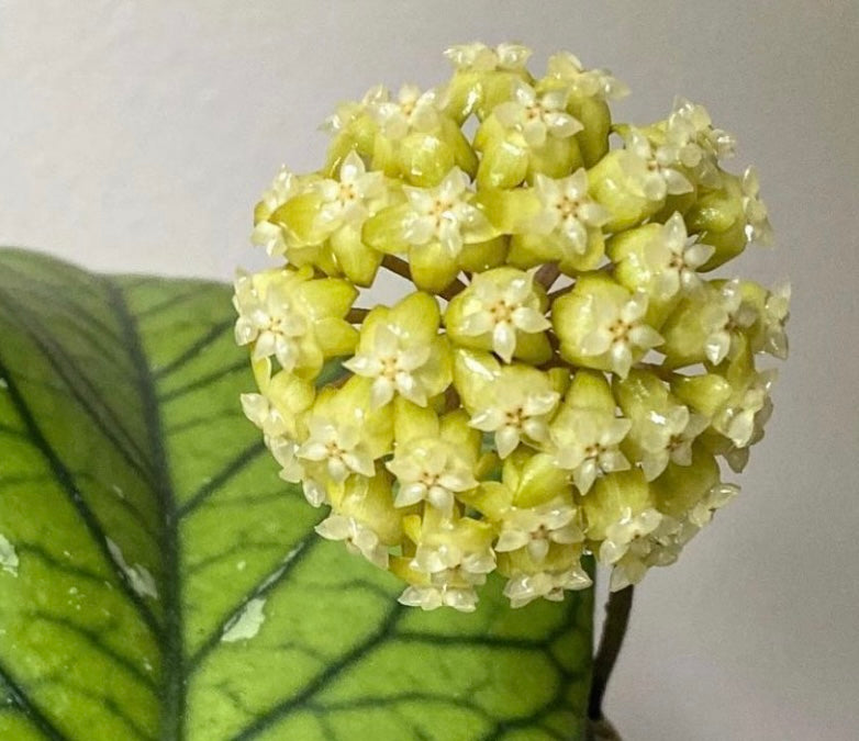 Hoya Meredithii