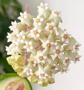 Hoya Verticillata Inner Variegated