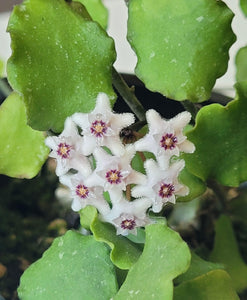 Hoya Kanyakumariana