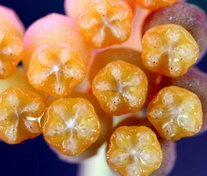 Hoya Ignorata