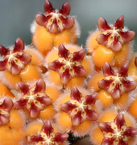 Hoya Praetorii