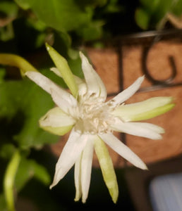 Epiphyllum Guatemalense ‘Monstrosa’ ‘Orchid Cactus’ (Ships within Canada only)