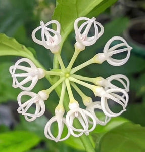 Hoya Decipulae